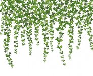 green-ivy-creeper-wall-climbing-plant-hanging_176516-8.jpg