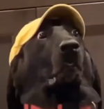 1696887276243.png