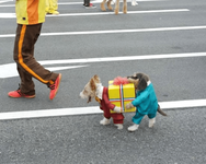 dog.png