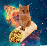 gif cat in space on burrito.gif