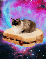 gif cat in space on sandwich.gif