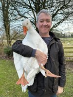 goose.jpg