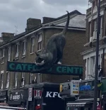 Catford cat cropped.webp