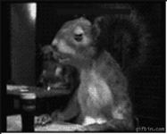 gif squirrel drinking beer.gif