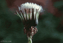 gif opening-dandelion.gif