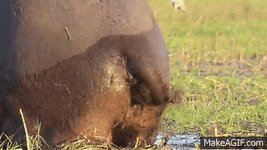 gif hippo ****ting.GIF gif hippo ****ting.GIF
