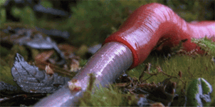 gif leech eating worm.gif gif leech eating worm.gif