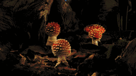 gif amanita muscaria growing.gif