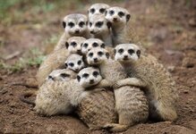 group hug.jpg