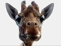 giraffe.gif
