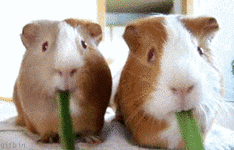 gif guineapigs eating.gif