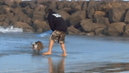 gif surfing_bulldog.gif