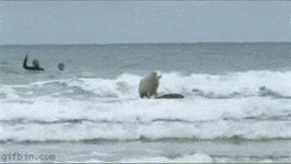 gif surfing-sheep.gif