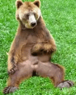 gif bear scratching his nuts.gif