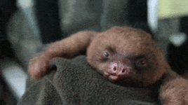 gif sloth making faces.gif
