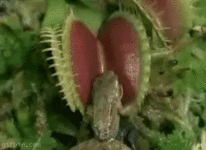 gif venus-flytrap-eats-frog.gif