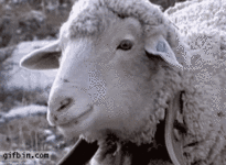 gif dramatic-sheep.gif