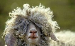 Emo Goat.jpg