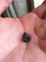 IMG_1537.jpg