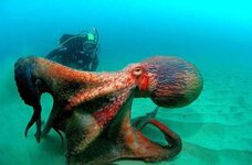 Huge Ass Octopus.jpg