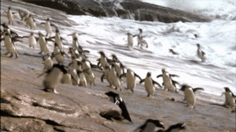 giphy (26).gif