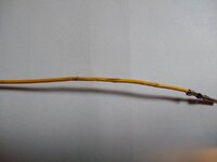 Damaged cable.jpg