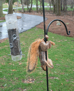 balls-squirrel01.gif