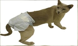 cat-realgist.jpg