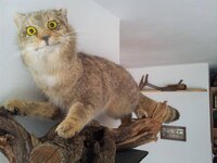cat2.jpg