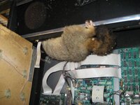 possum.jpg